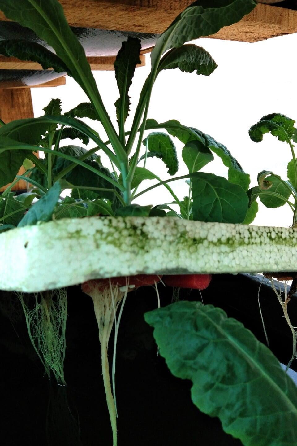 Our experiences with growing Kale in DWC Hydroponics.